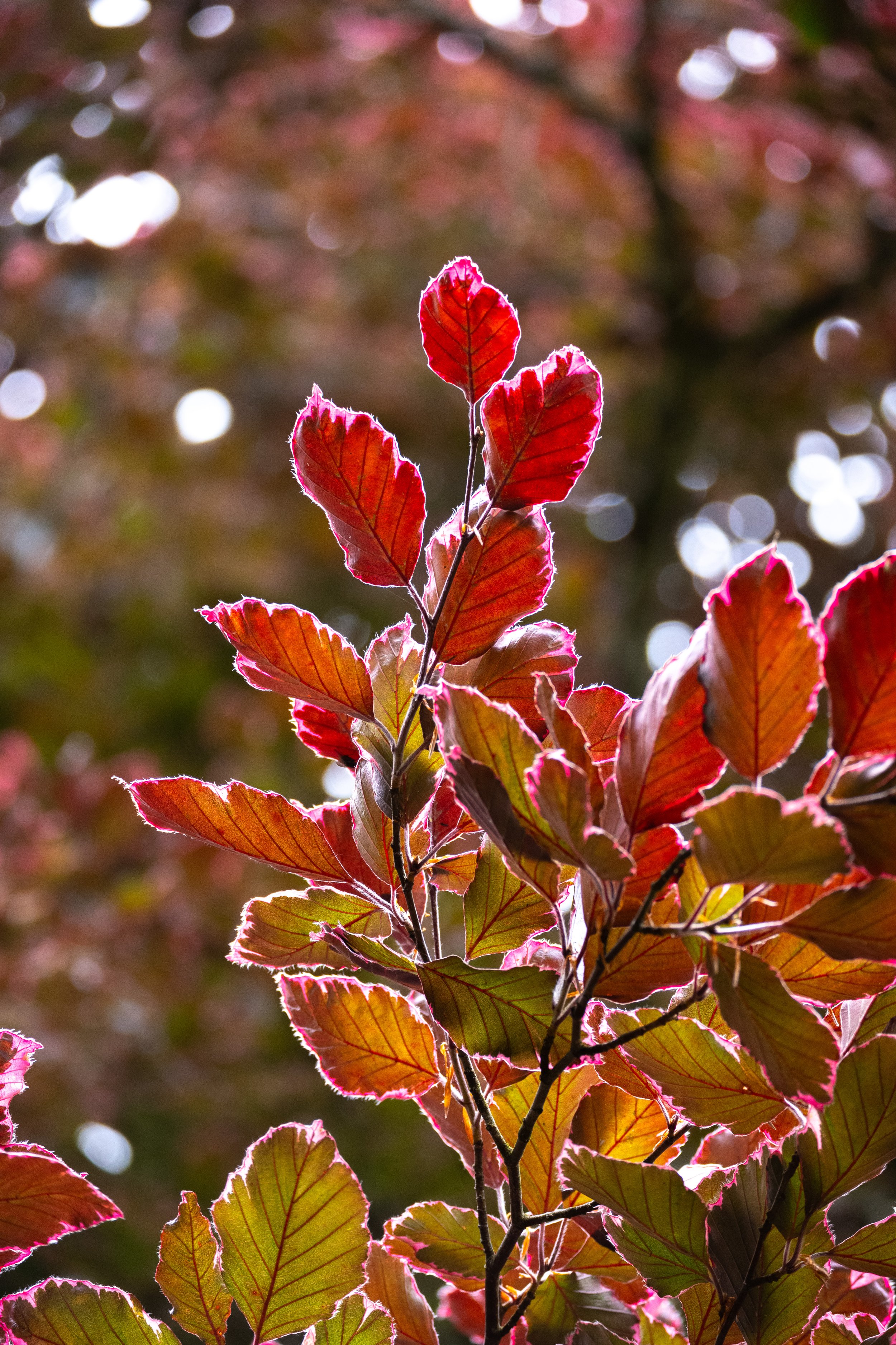 Close-up of red and green leaves on a branch, backlit by sunlight, with a blurry background of colorful foliage and bokeh lights.