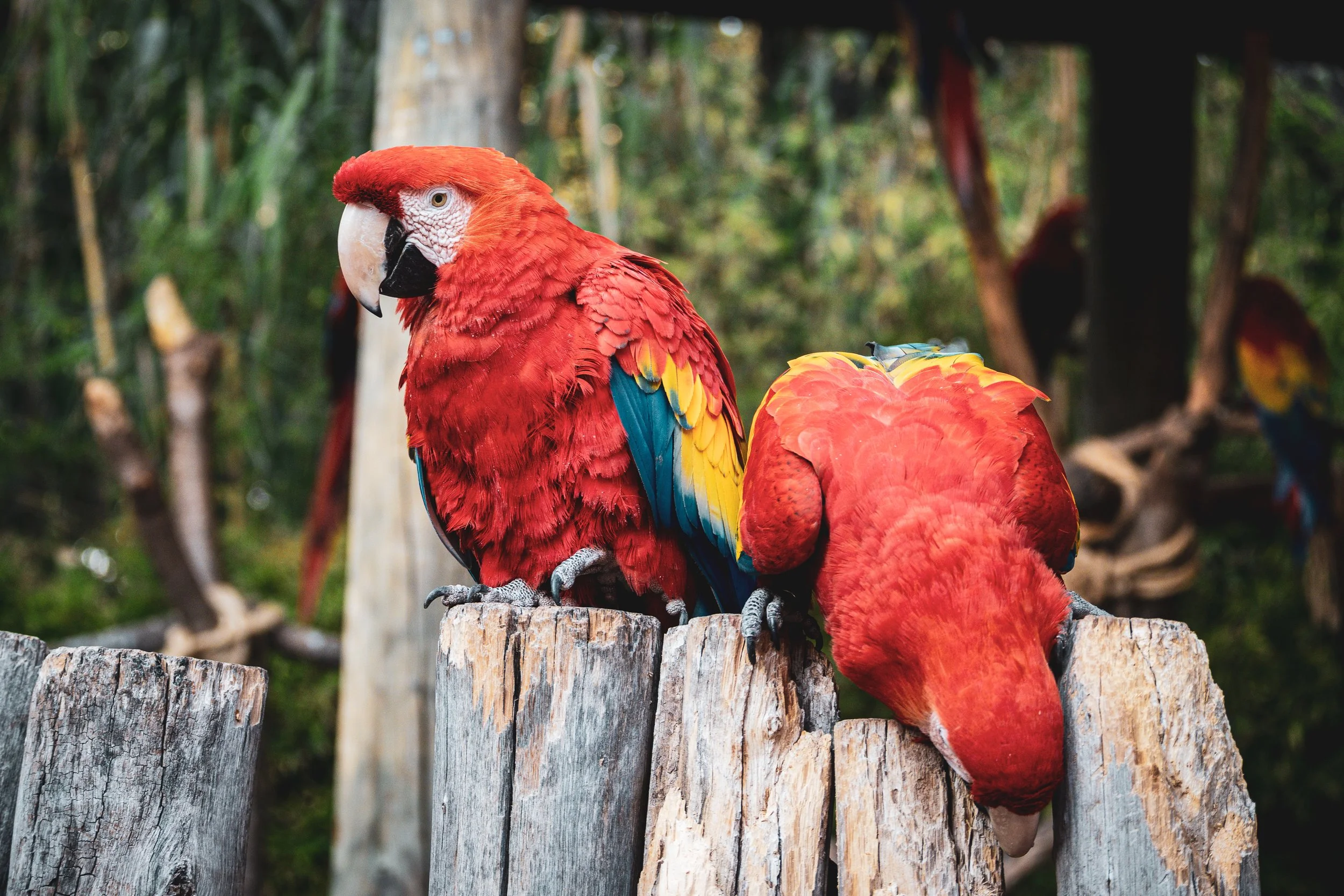 Two colorful parrots perched on a wooden post in a natural setting with trees in the background.