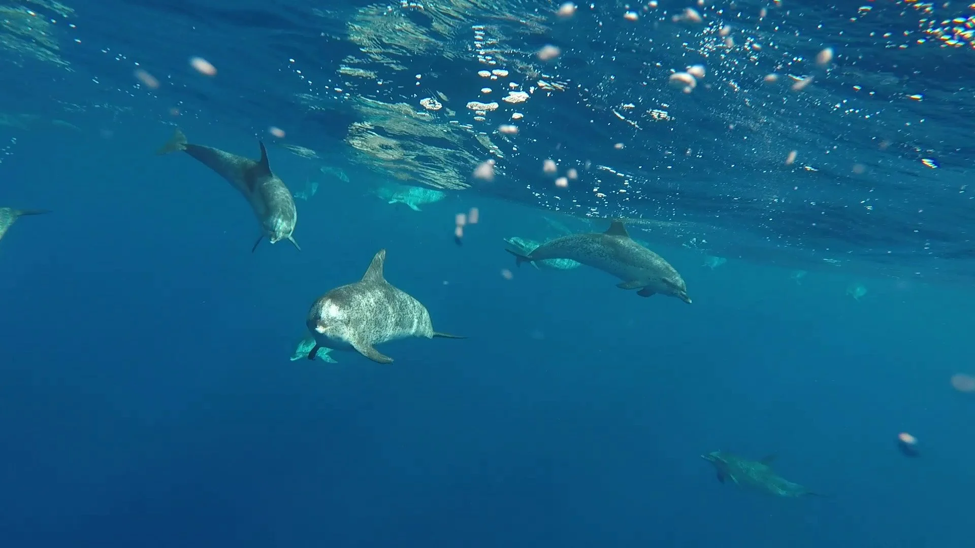 Atlantic Spotted Dolphins.jpg