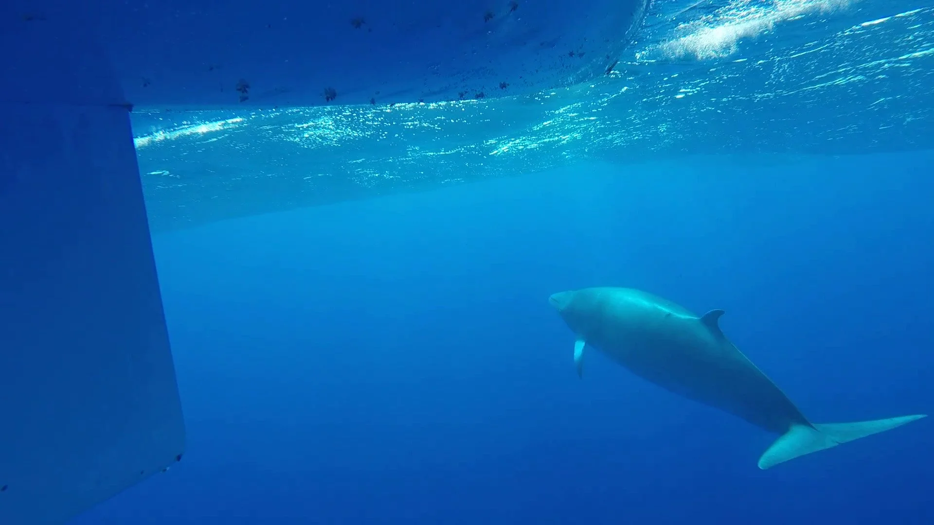 Big whale 4Trim_Moment.jpg