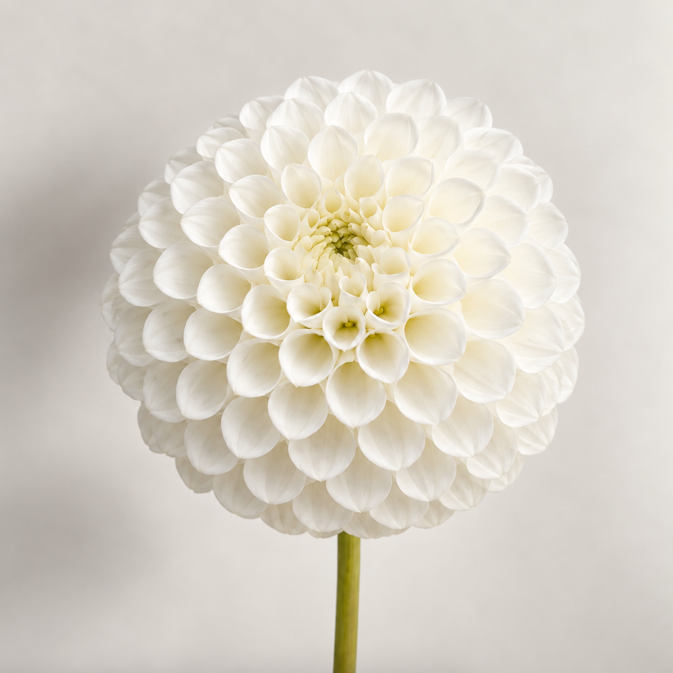 White Aster