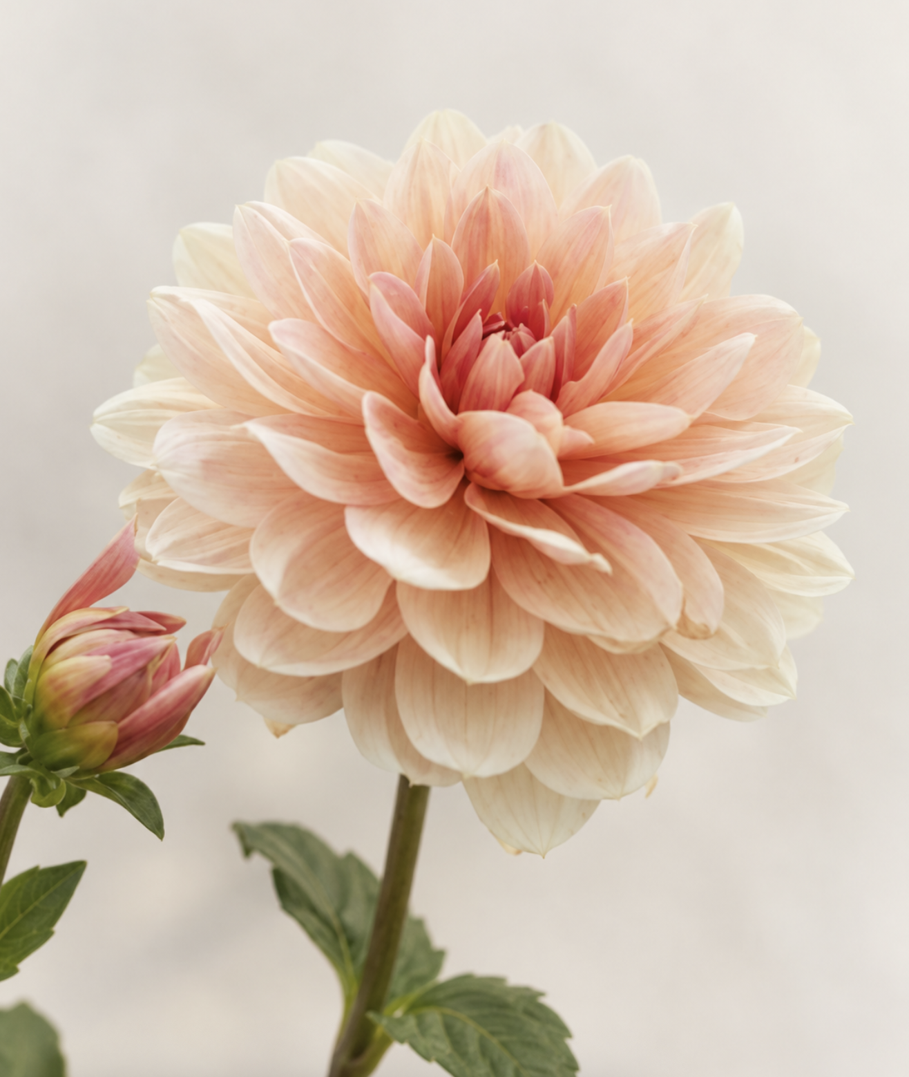 Apricot Desire