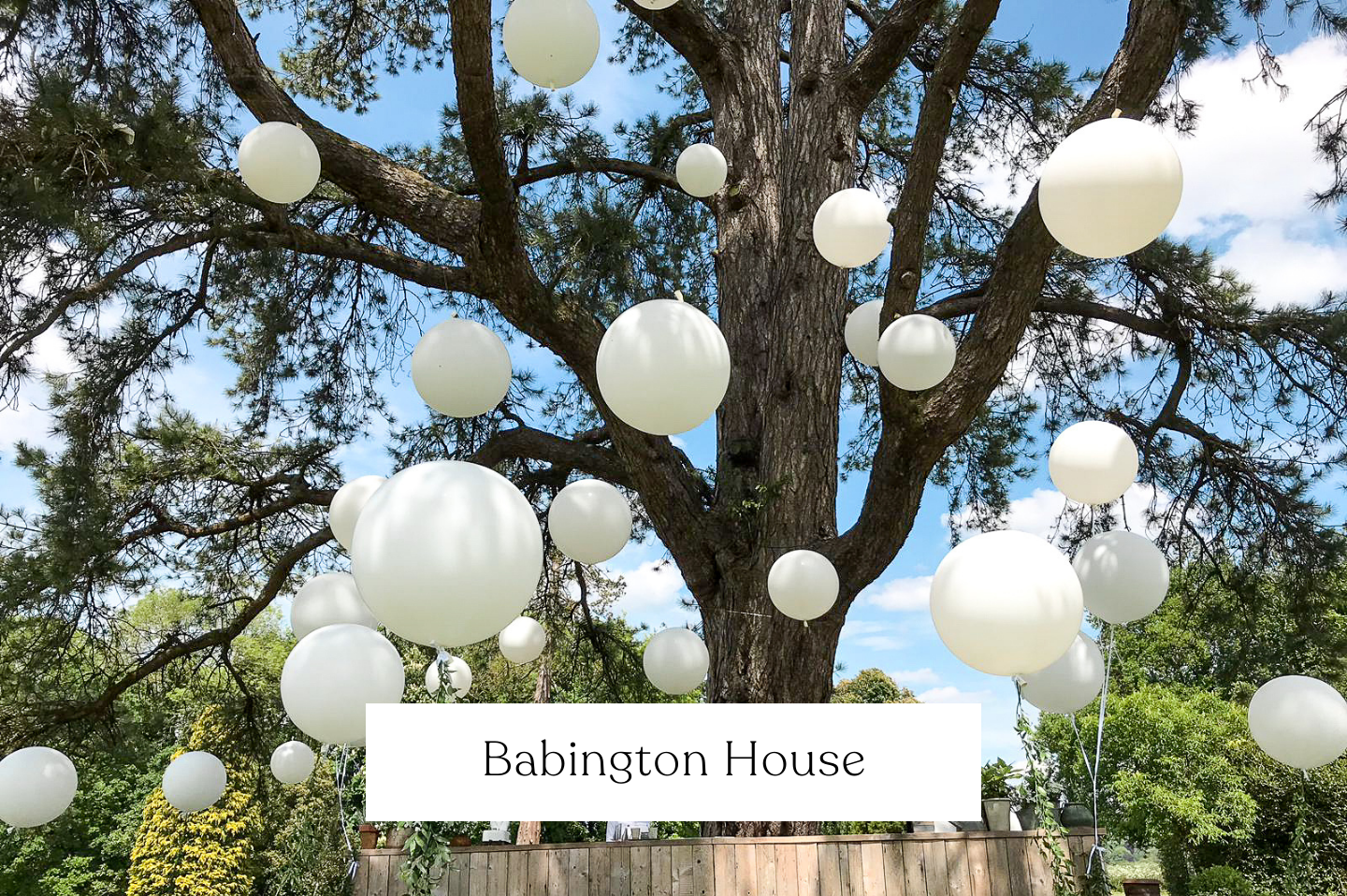 Large tree with white balloons hanging from branches. Babington House.
