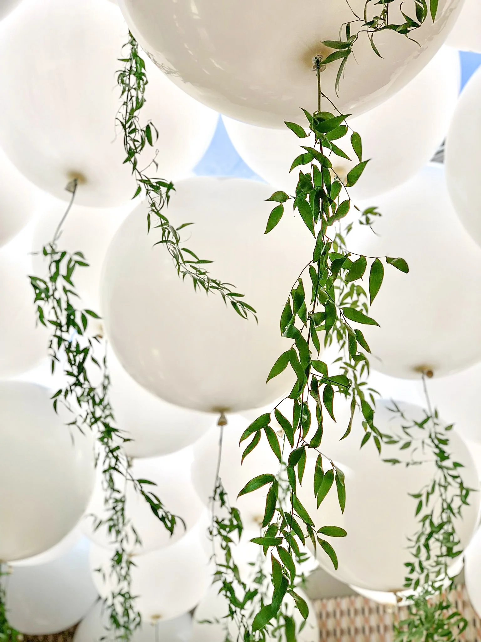 Silver Sturgeon, Wood’s Silver Fleet, Steyn Group, Foliage Giants (3).jpg