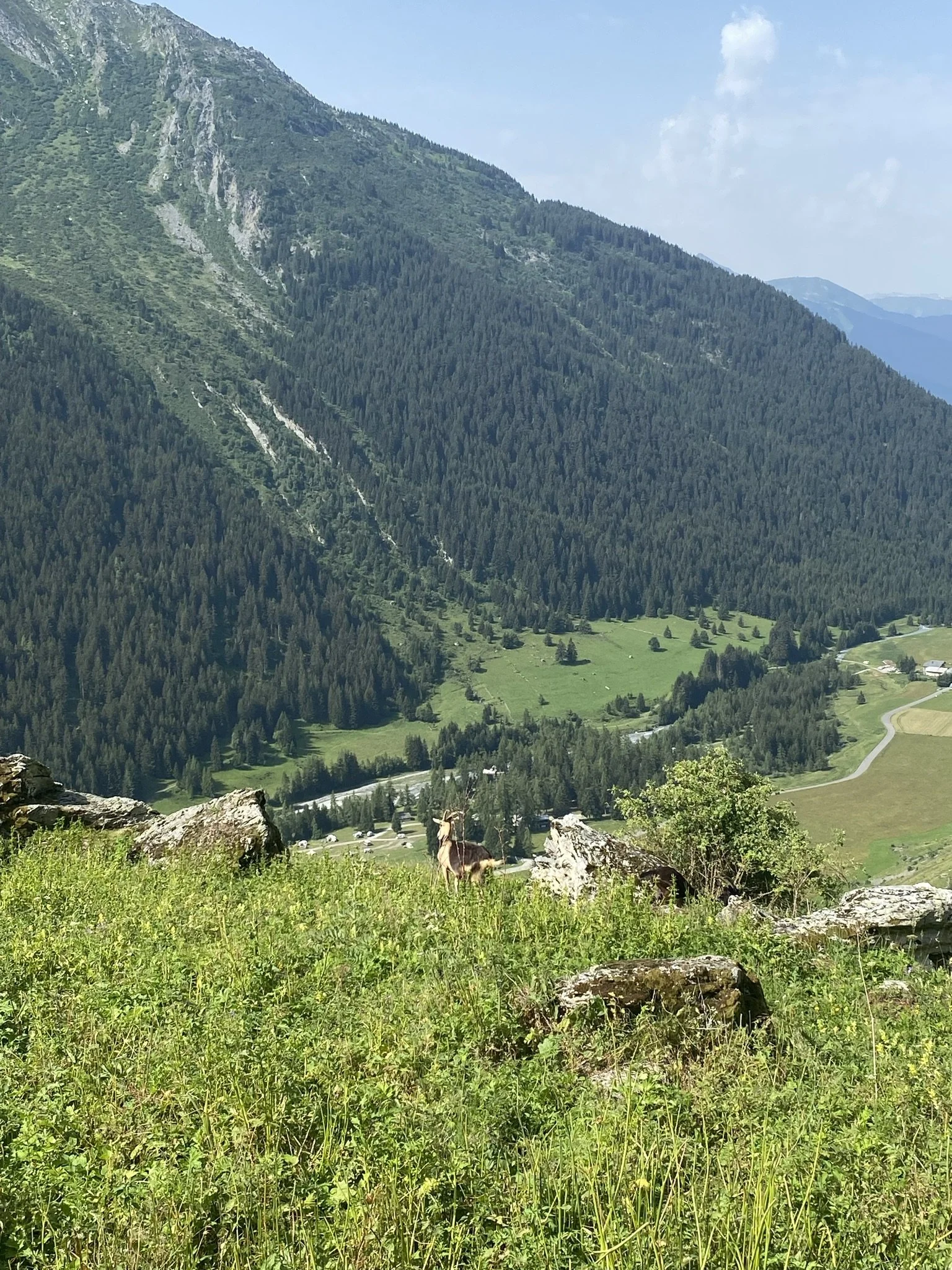 Paysage de montagne avec une zone verte en dessous, un chevreau dans l'herbe, des rochers et des arbres. En arrière-plan, des montagnes recouvertes d'arbres.