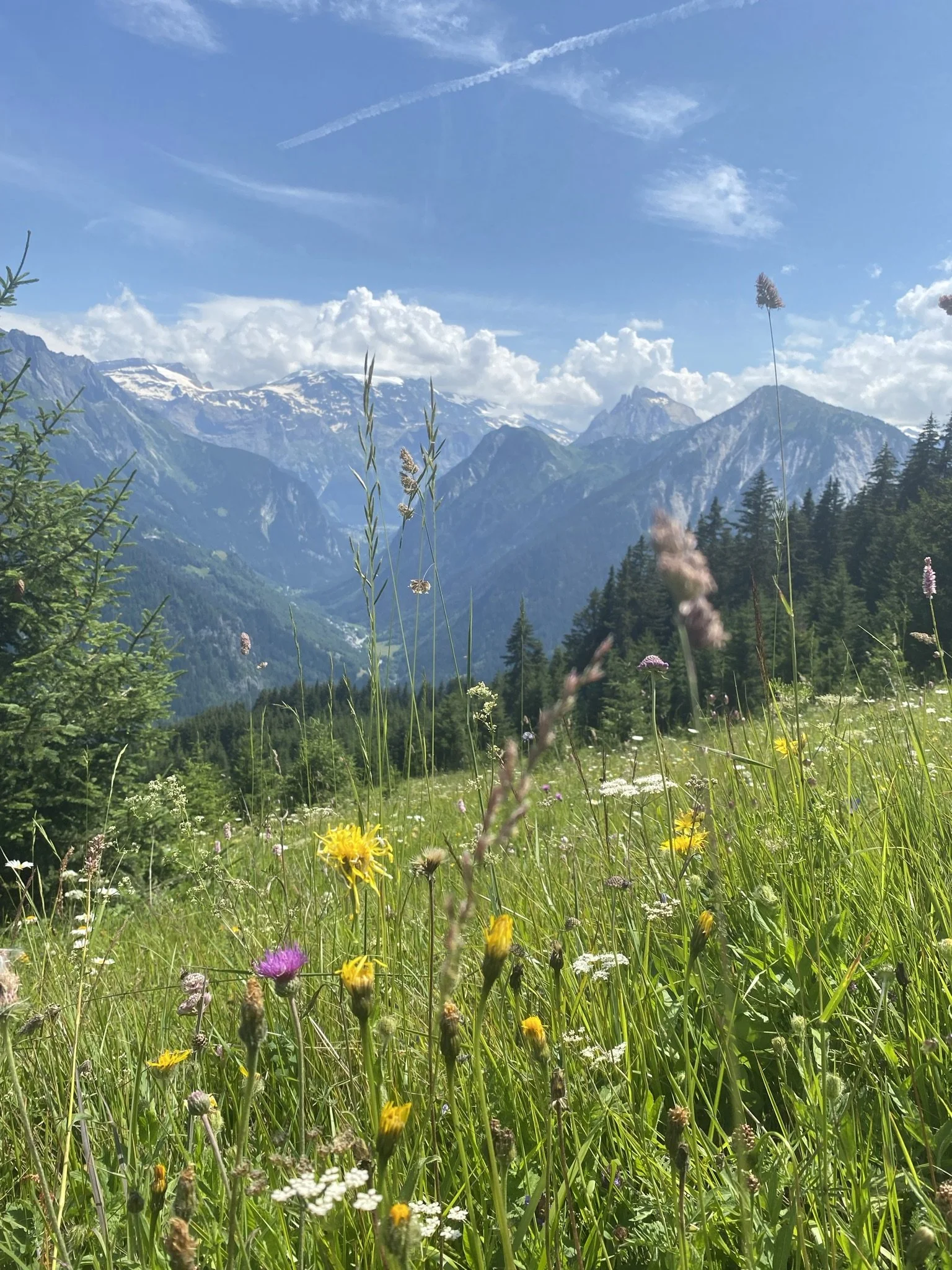 Vue sur un champ de fleurs sauvages avec des montagnes enneigées en arrière-plan, sous un ciel bleu avec quelques nuages.