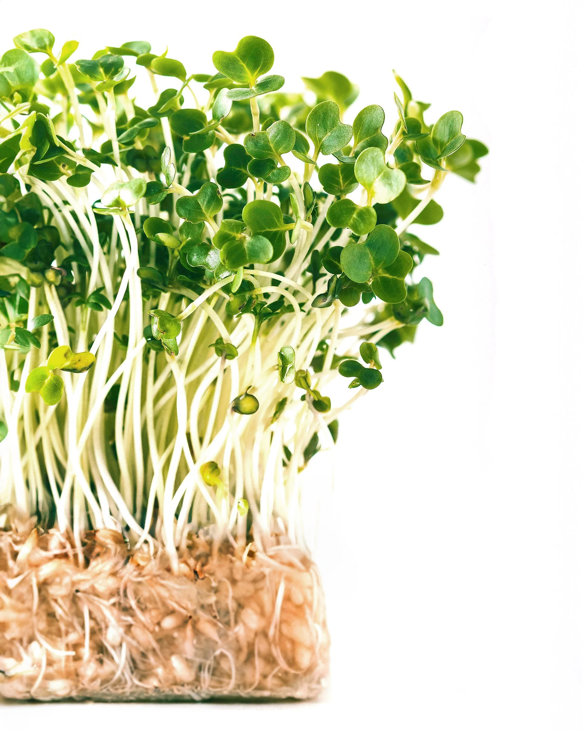 this image features watercress, macro, ingredient, produce, detailed, food