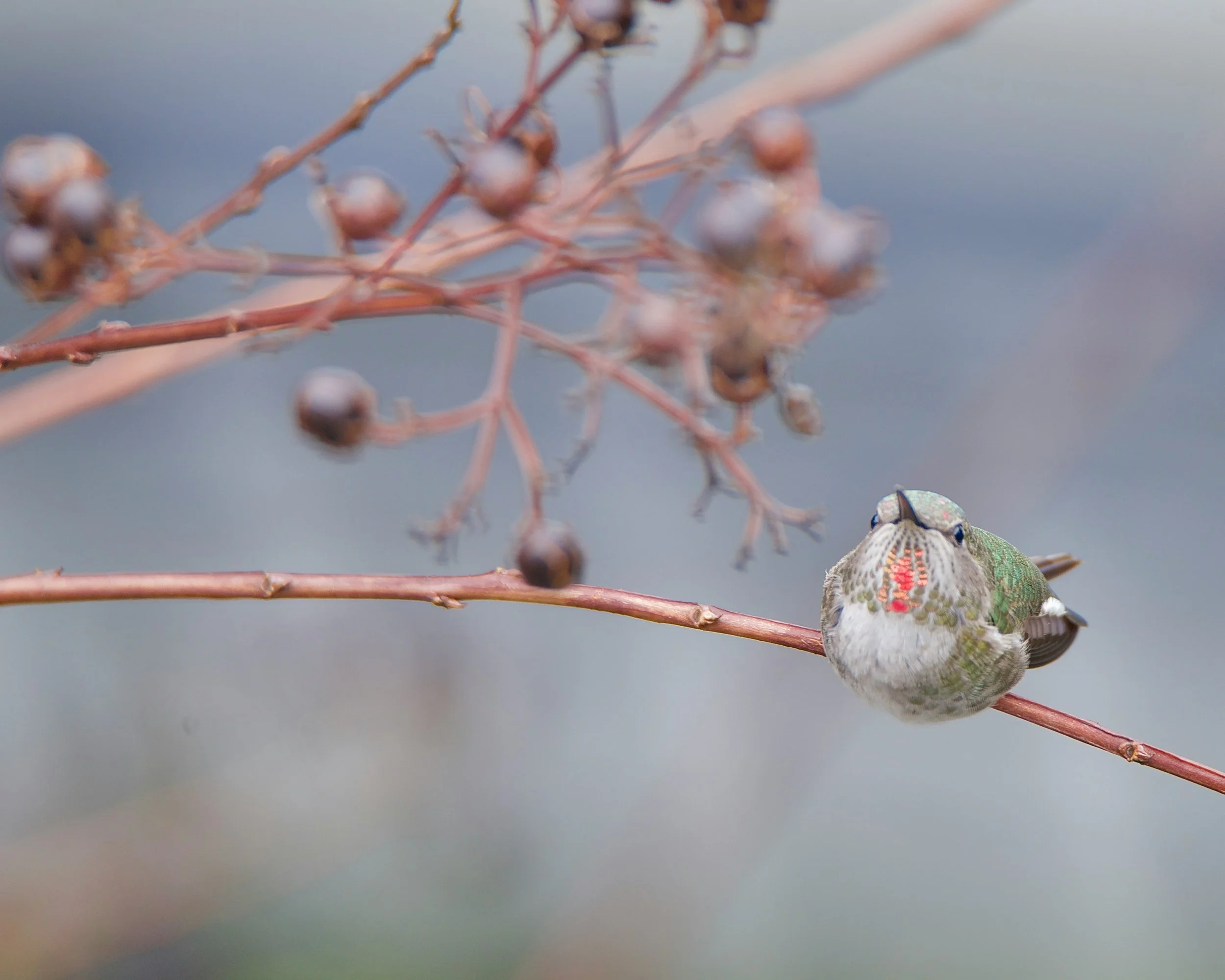 A small bird with colorful plumage perched on a thin reddish branch with dried seed pods, in front of a blurred grayish background.