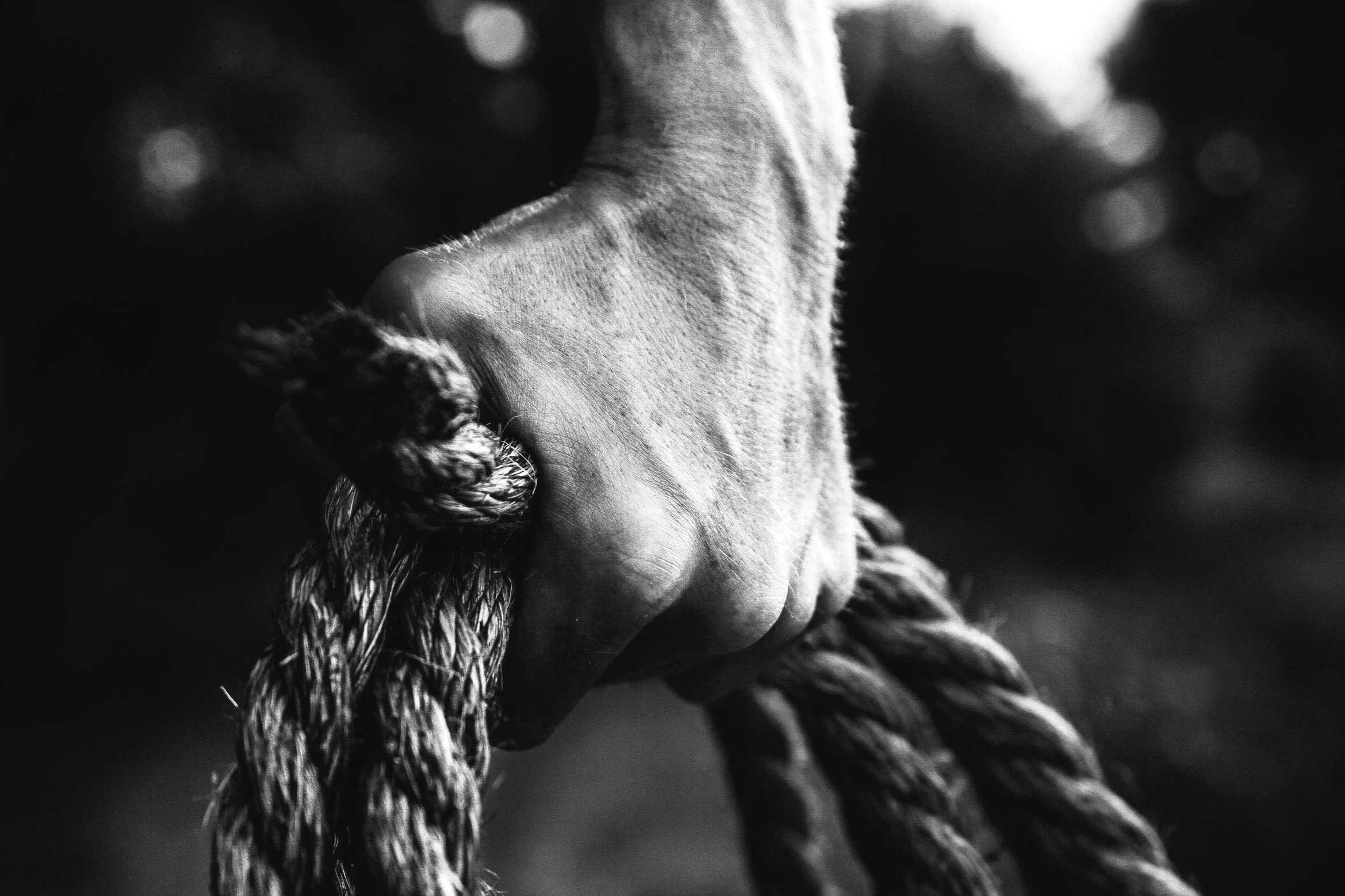 Close-up of a person's hand gripping a thick rope, in black and white.