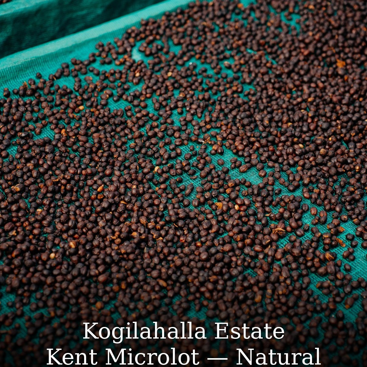 kogilahalla_kent_microlot_card.jpg