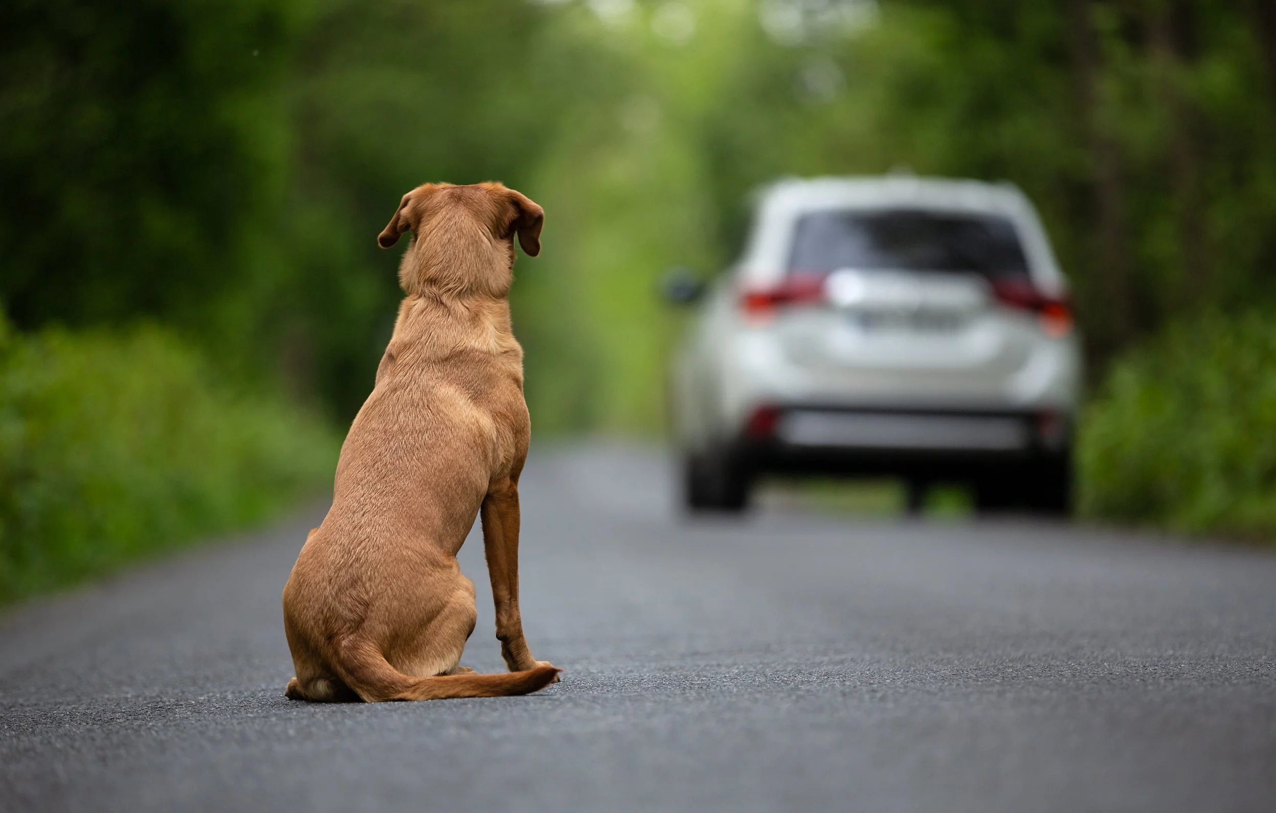 A Realidade do Abandono Animal em Portugal