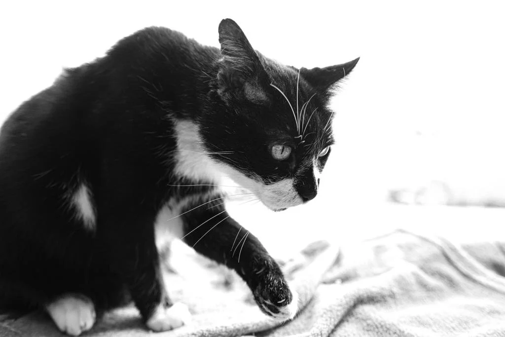 «Era só um gato?» O que a Ana e o Romeu nos ensinam sobre o Luto Animal