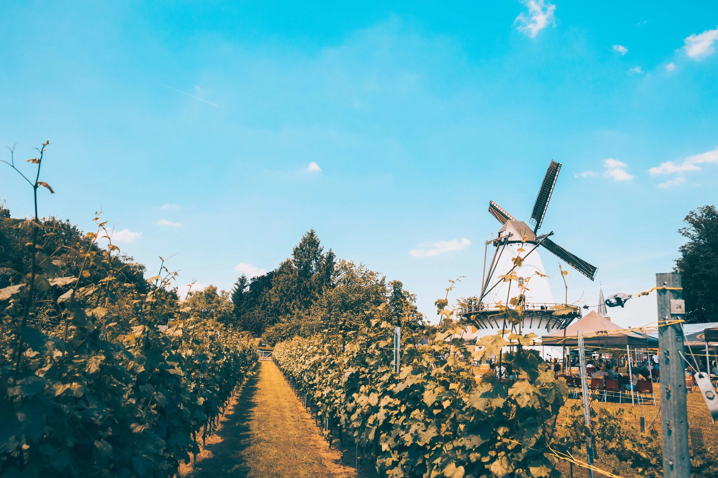 Vineyard with rows of grapevines under a clear blue sky, windmill structure in the background, tents, and tables on the right side.