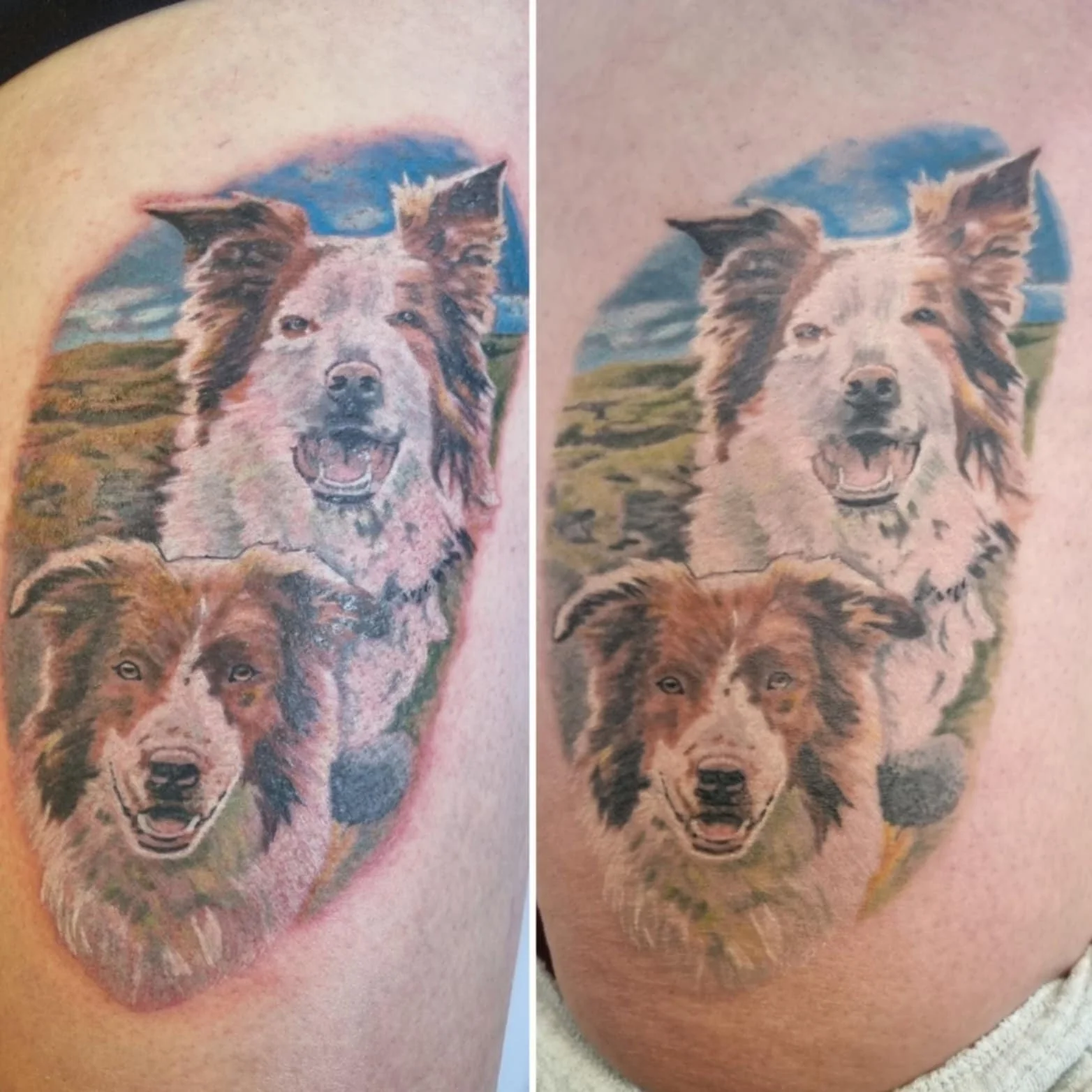 A side by side healed and fresh tattoo of two collie dogs in colour