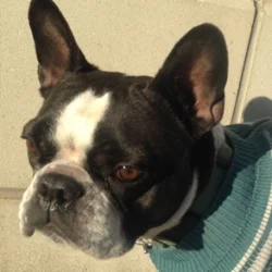 Cow the French bulldog