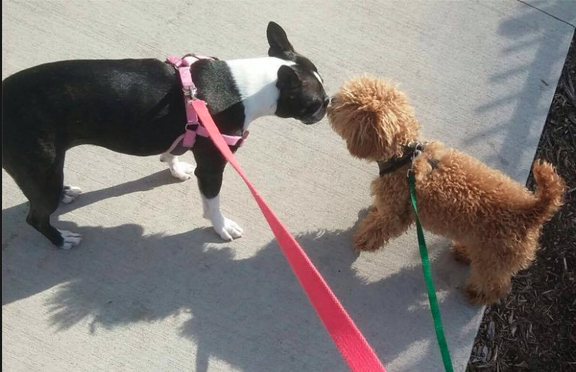 Screen Shot 2016-06-23 at 11.43.16 AM.png