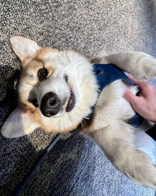 Happy dog on a neighborhood walk