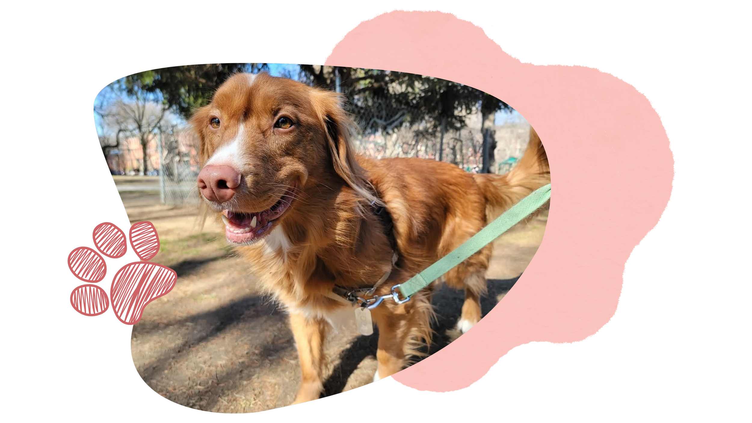 Photo of a happy, medium-sized brown dog with a white nose and chest, standing outdoors in a park with trees and buildings in the background. The dog is on a green leash and appears to be smiling.