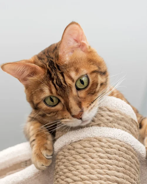 Cat relaxing during an in-home visit