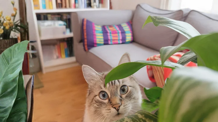 Playful dog during walk (no name)