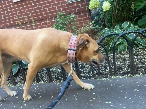 Karma the dog on a walk