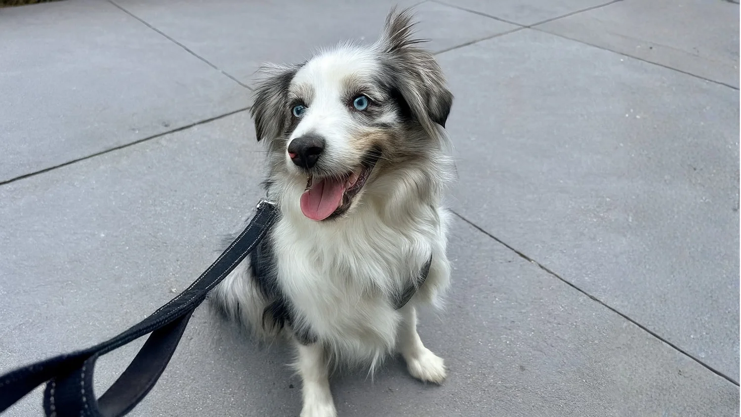 Mozart the dog looking happy outside