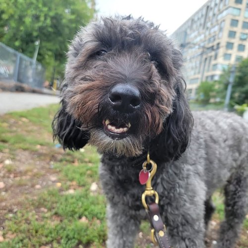 Our adventurous Gunther