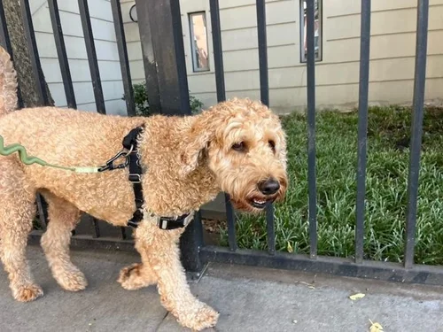 Louie the dog after a stroll