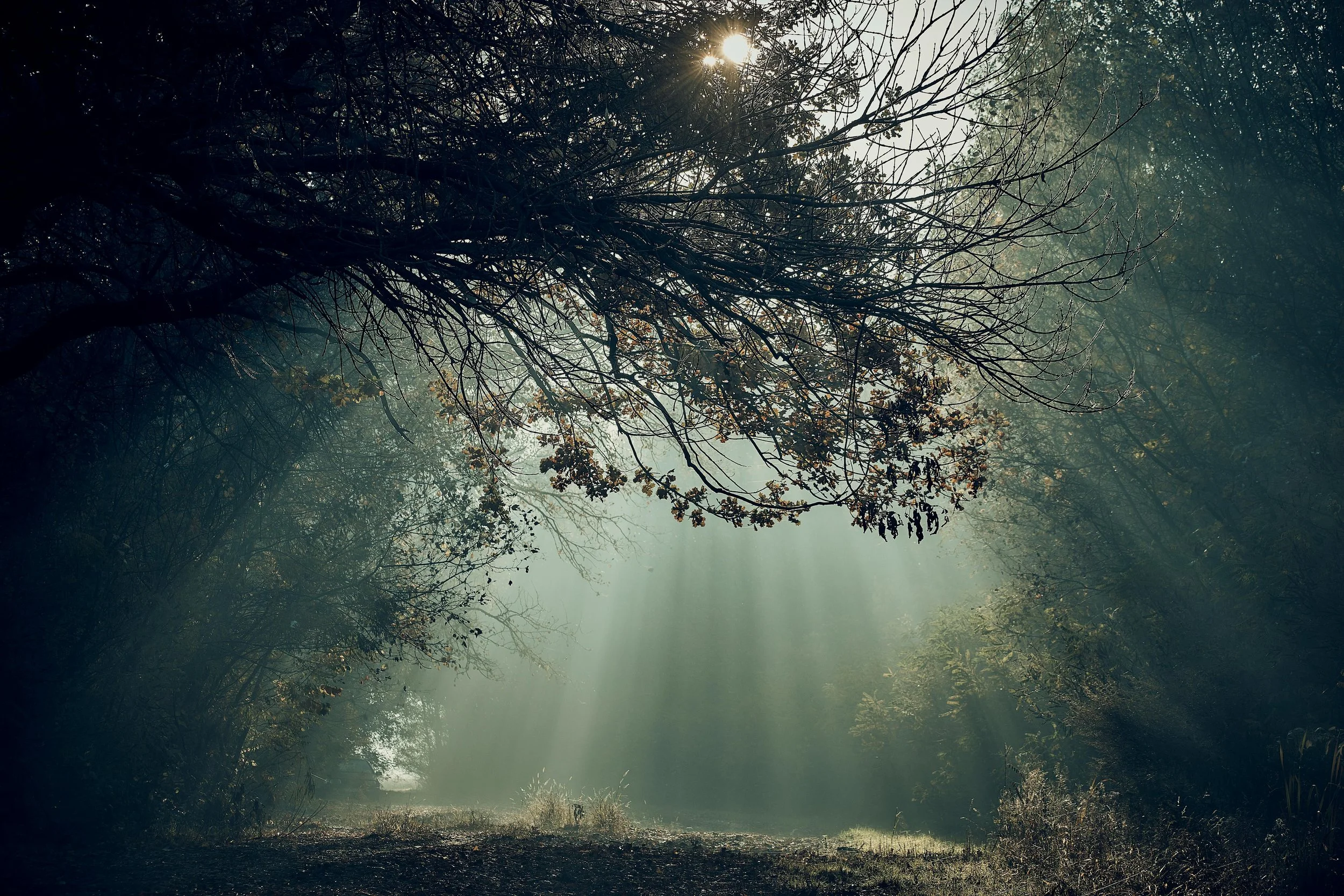 Sunlight shining through the trees in a misty forest