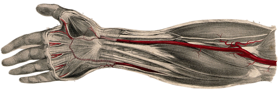 An anatomical illustration of the human hand and forearm showing muscles, nerves, and blood vessels.