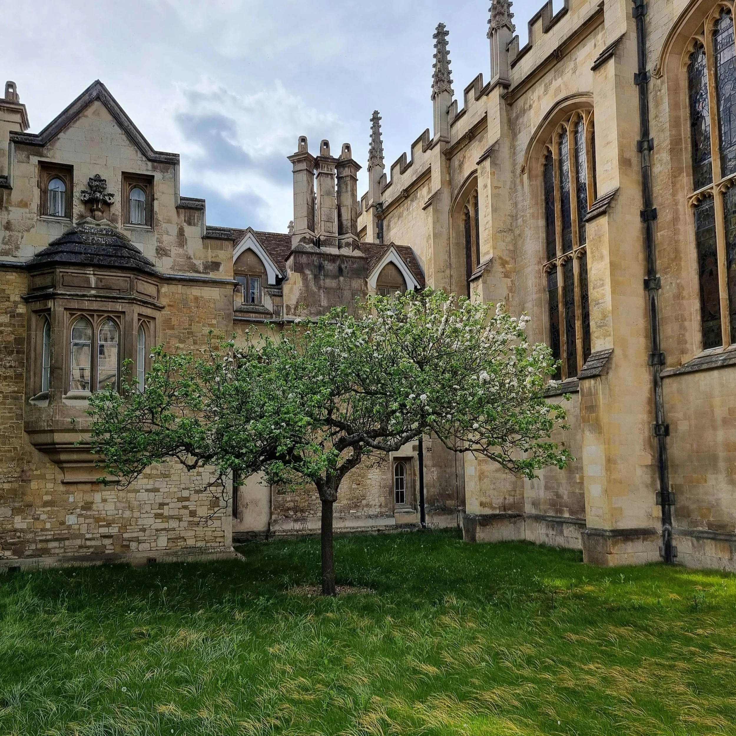 A small flowering tree in a grassy courtyard next to a historic stone building with tall Gothic-style windows and ornate architectural details.