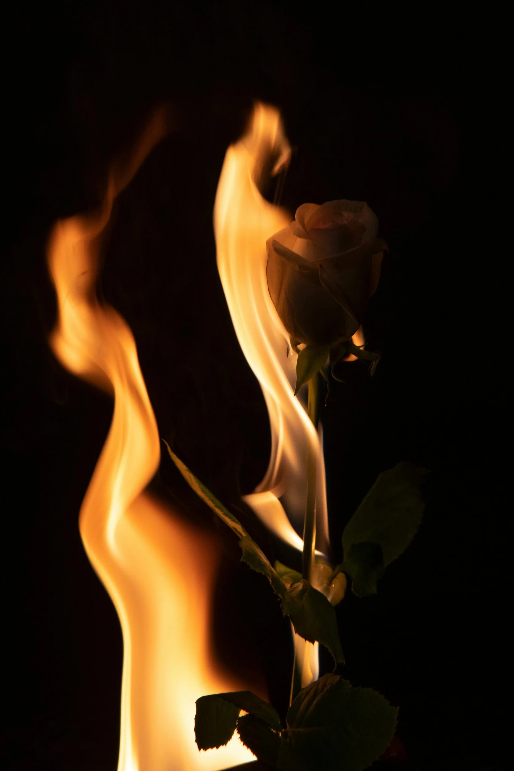 A white rose engulfed in flames against a black background.