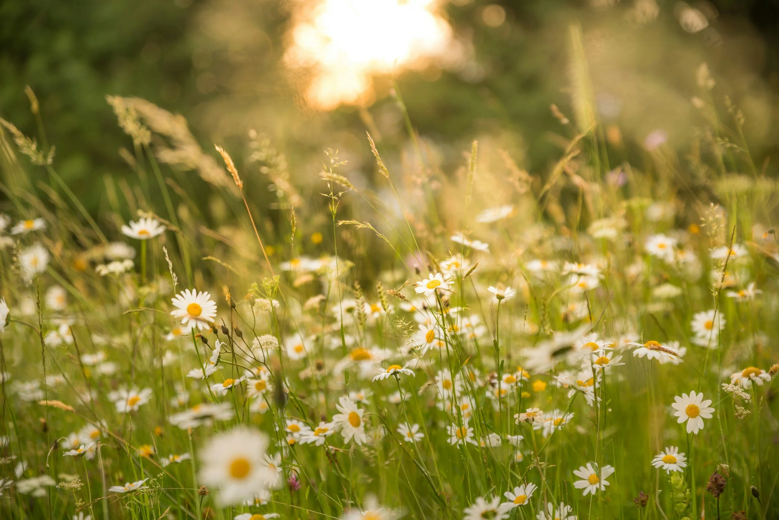 Field of daisies.