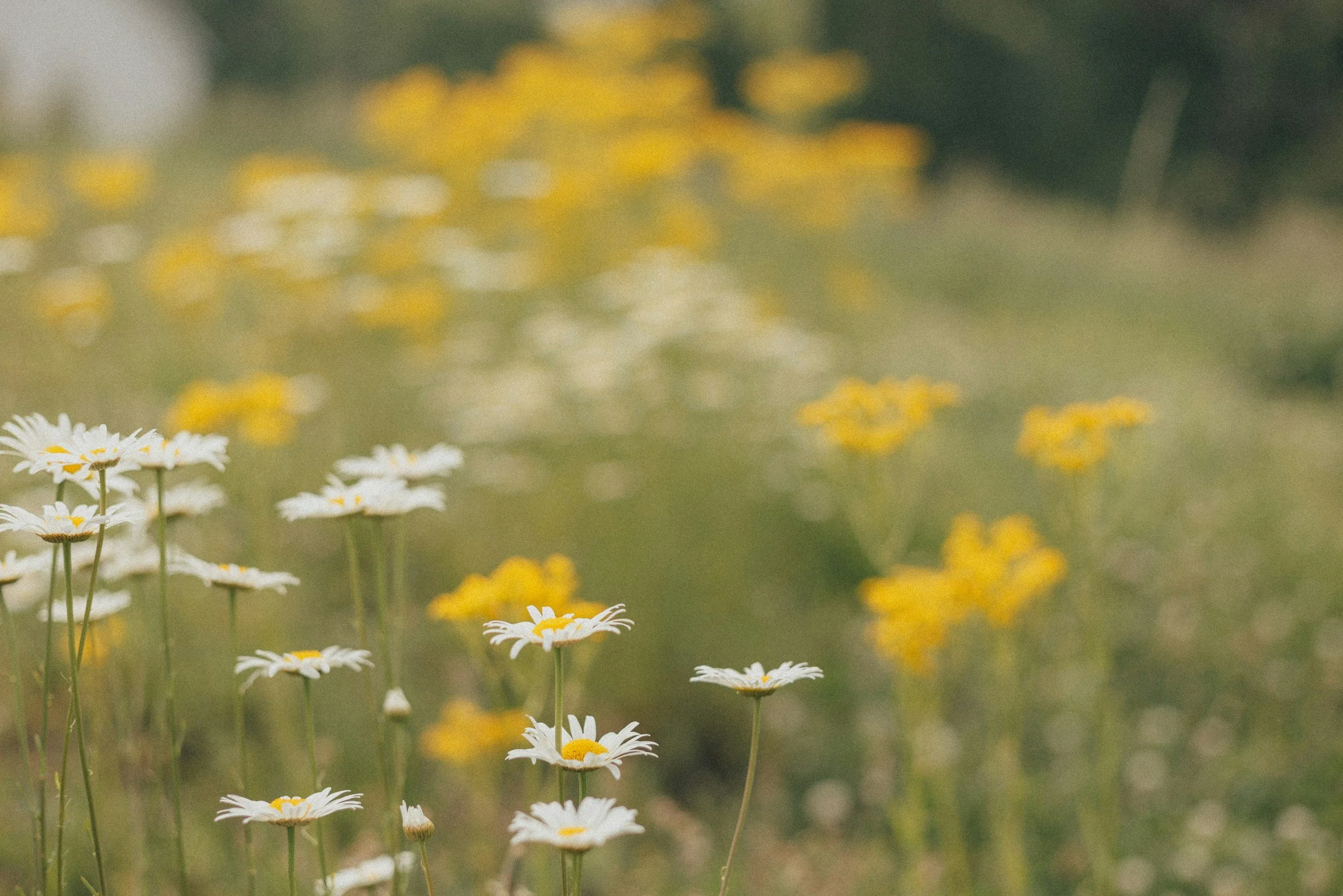 A field of white and yellow flowers.