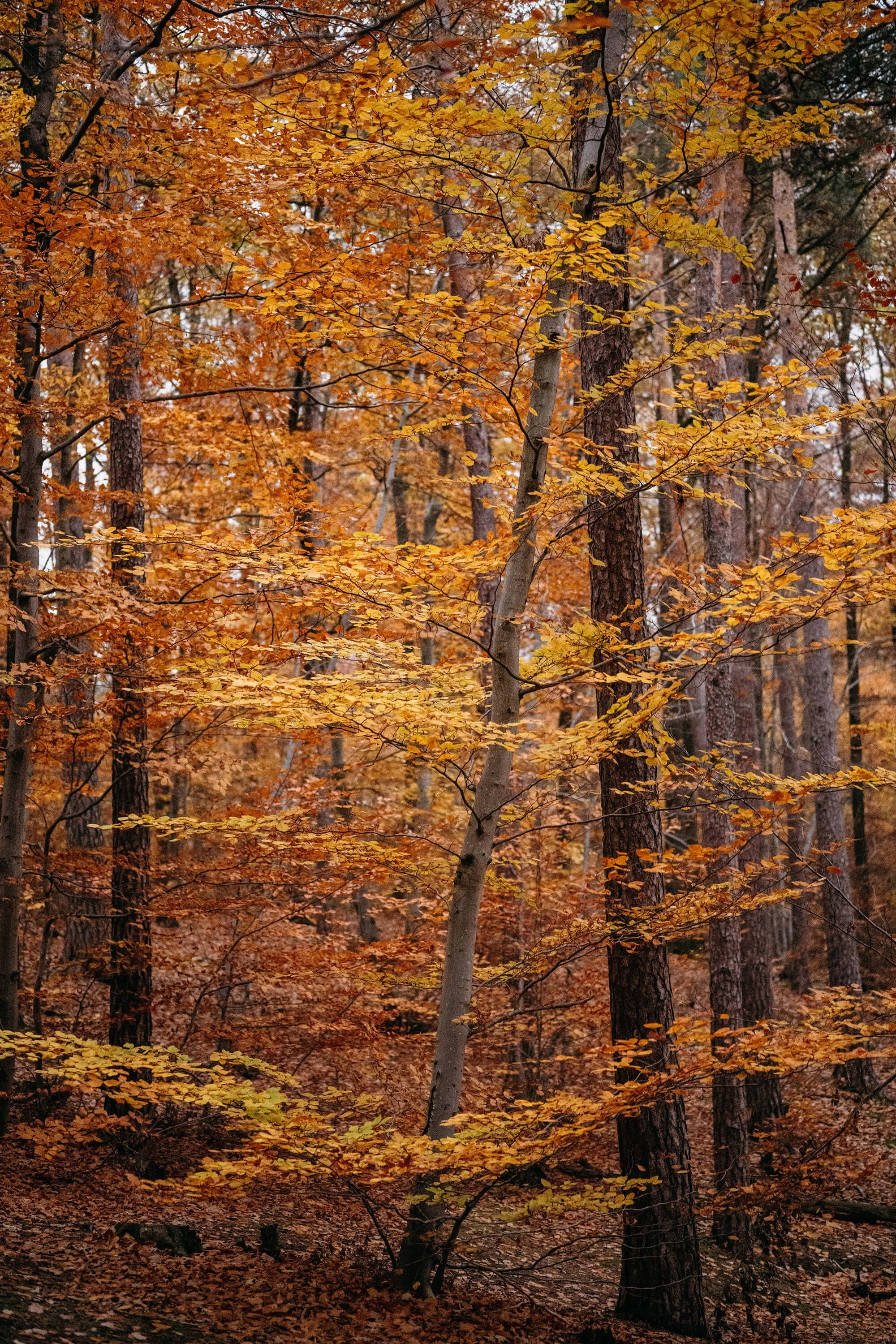 A forest in fall.