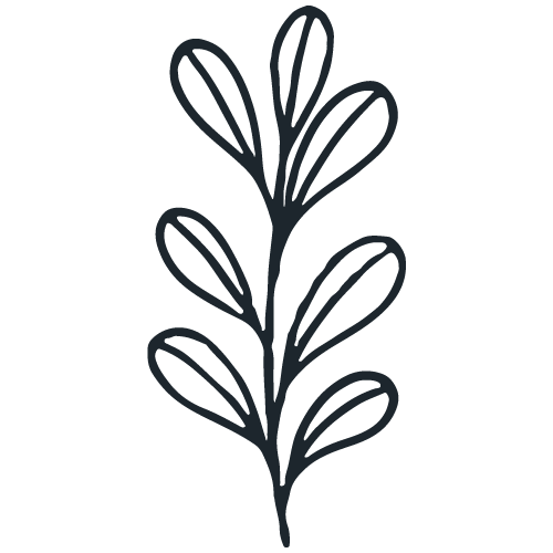 Dibujo simple de una planta con hojas alargadas y delgadas.