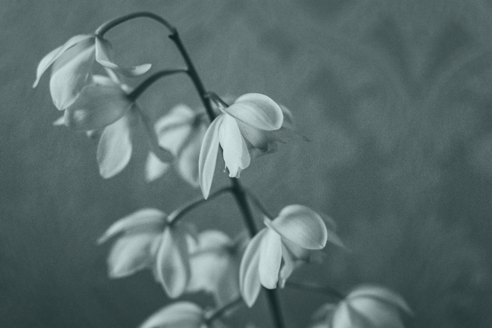 Flowers in black and white signifying grief