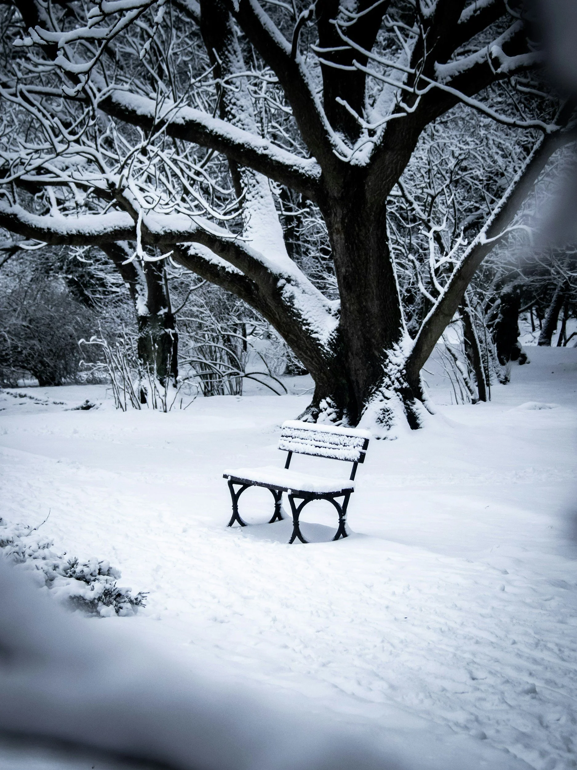 snow covered woodland with an empty bench
