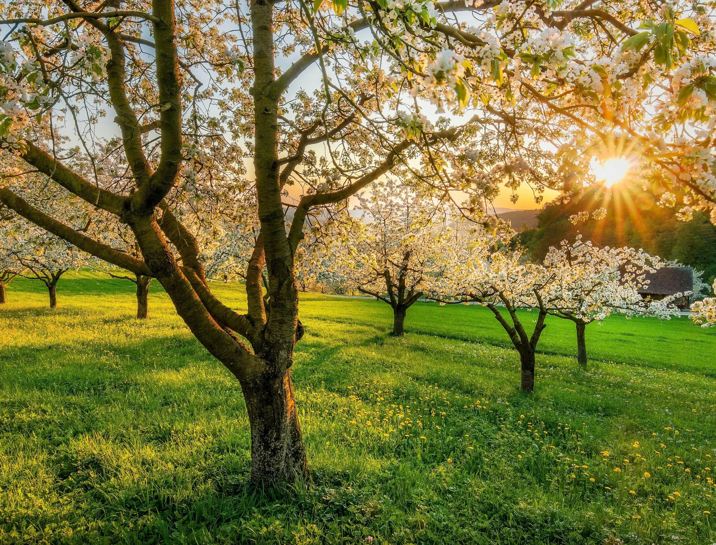 a spring picture with the sun shining through the trees in a meadow