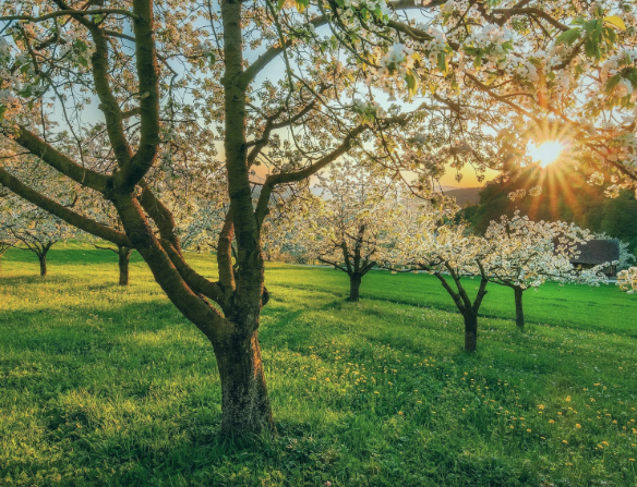 🌸 Spring Has Sprung: How Carers Can Support Clients as the Weather Improves
