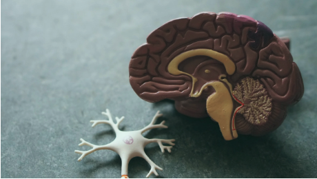 a cross section of the brain to signify dementia