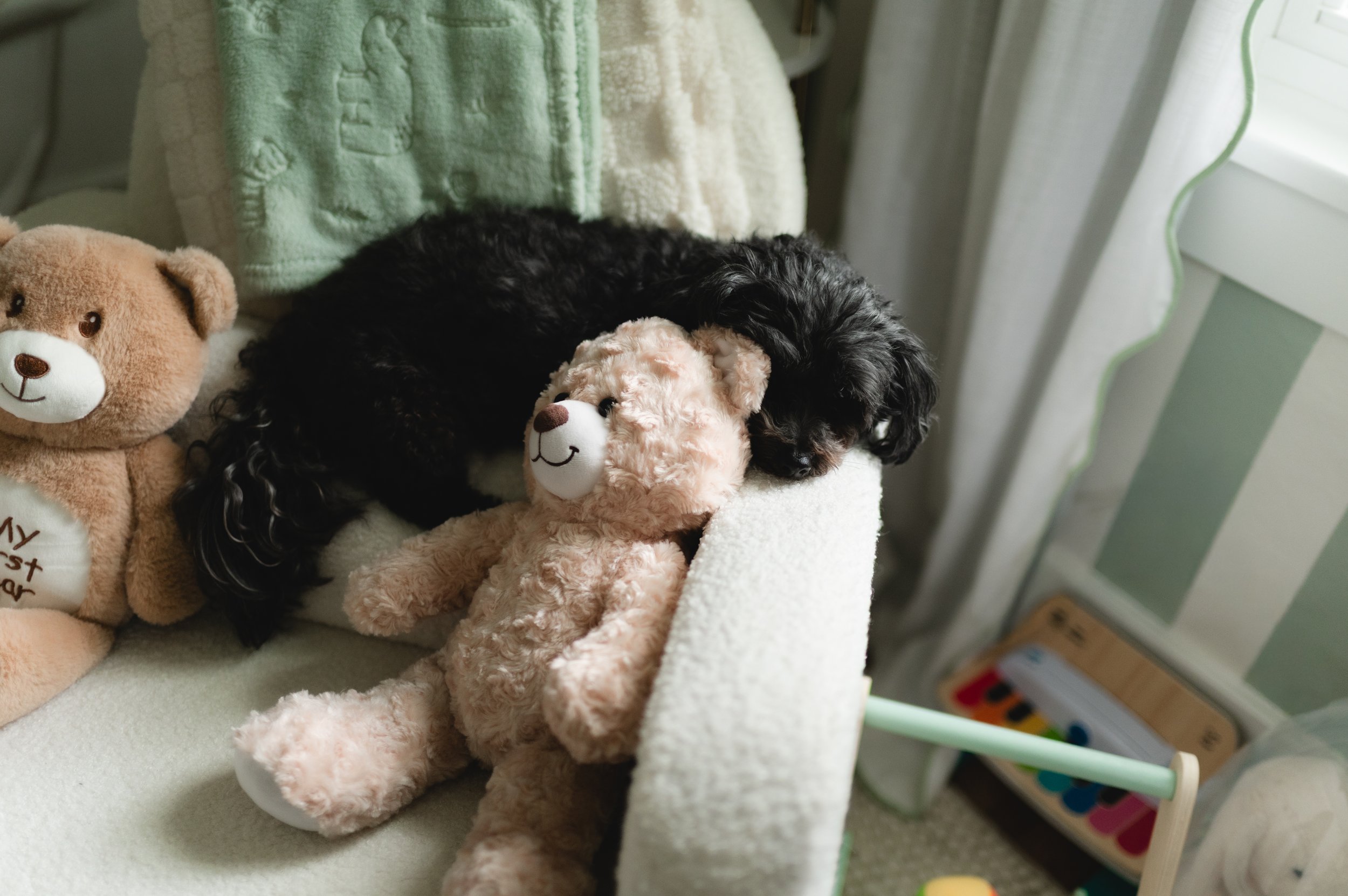family dog in nursery, clarksville tennessee, nashville tennessee, newborn photographer, affordable, in-home session