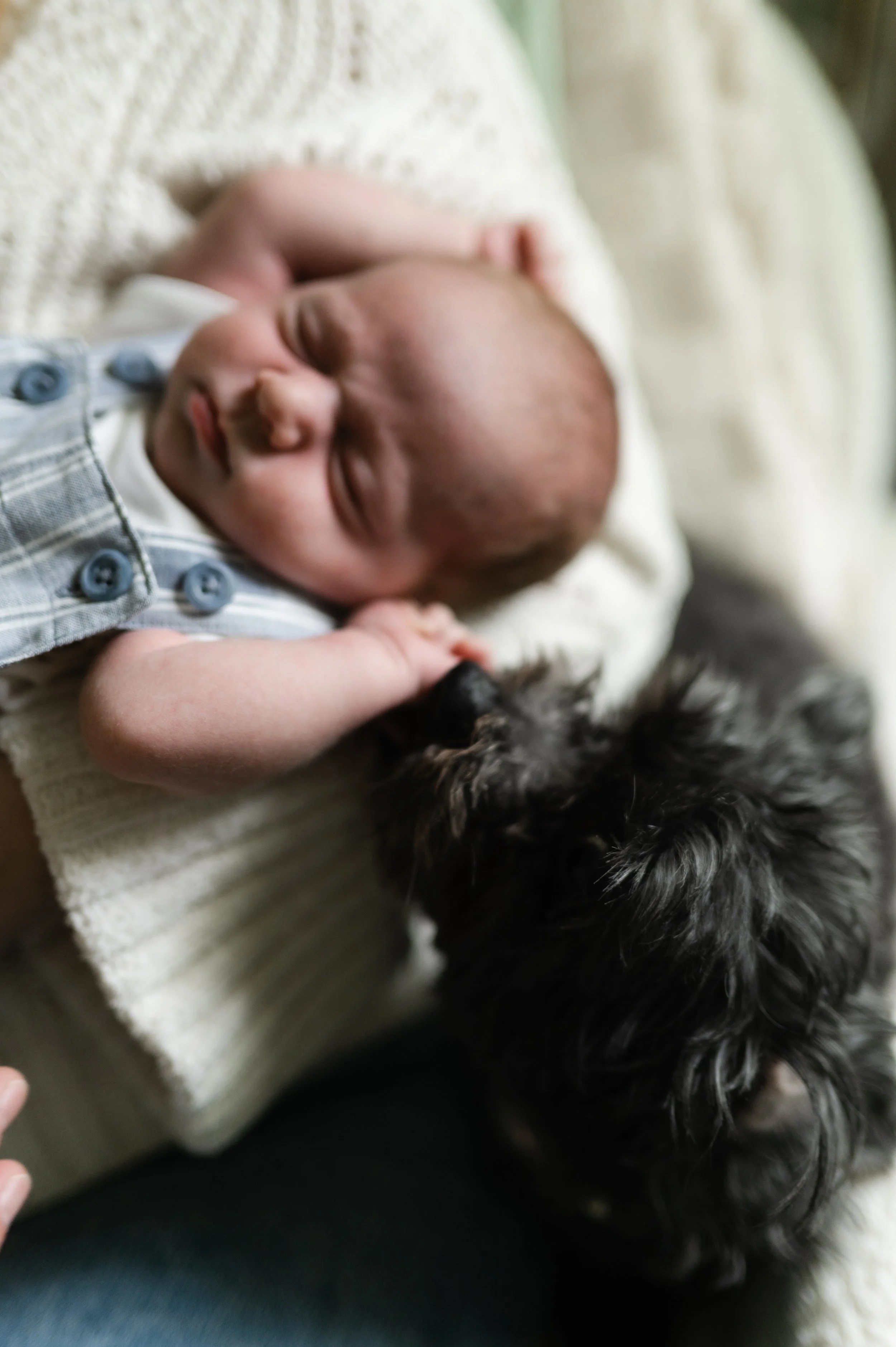 sleeping newborn and family dog, clarksville tn, nashville tn, newborn photographer, newborn session, affordable