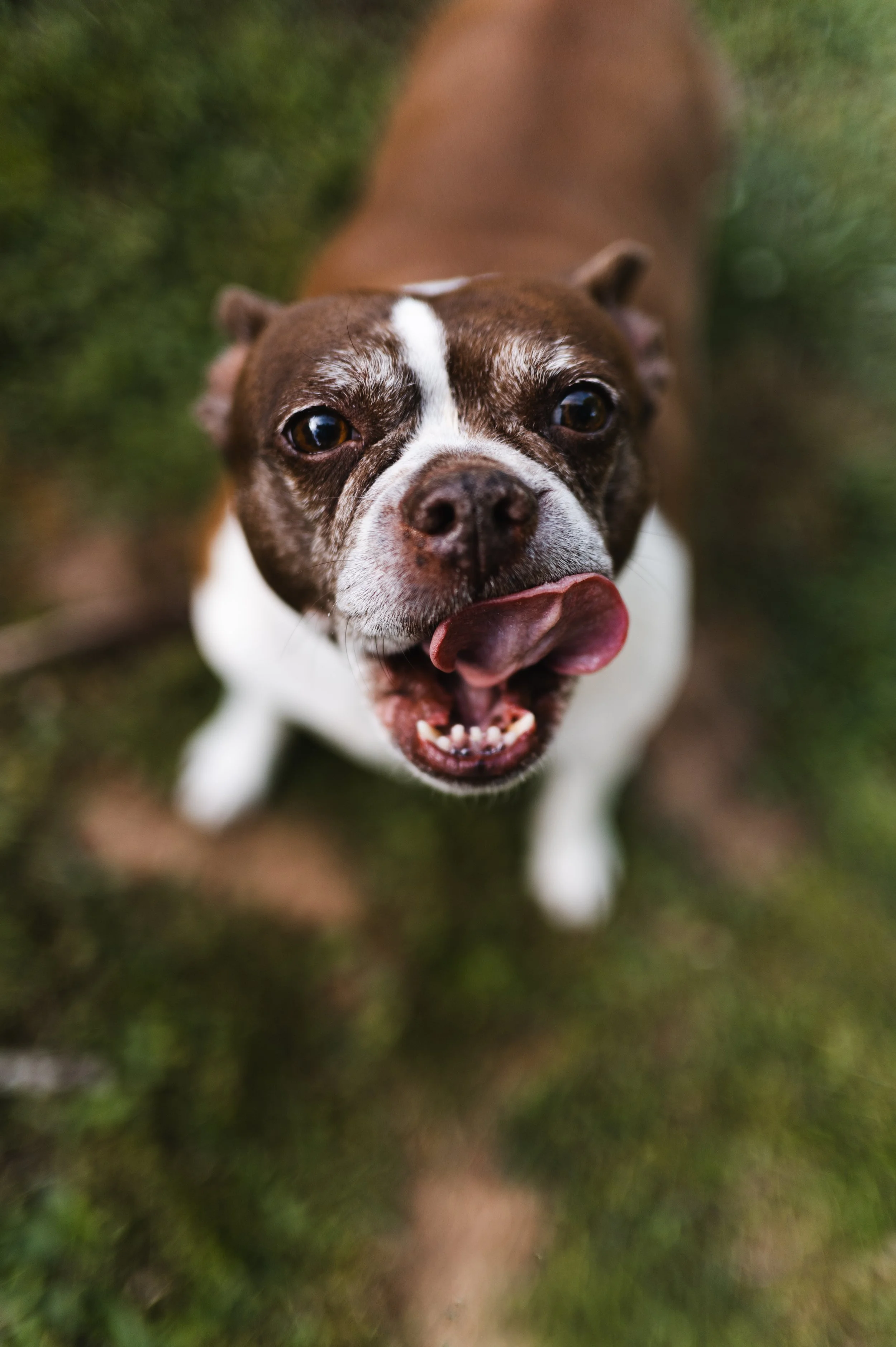 family dog, fur baby, family photographer, affordable, clarksville tn, nashville tn