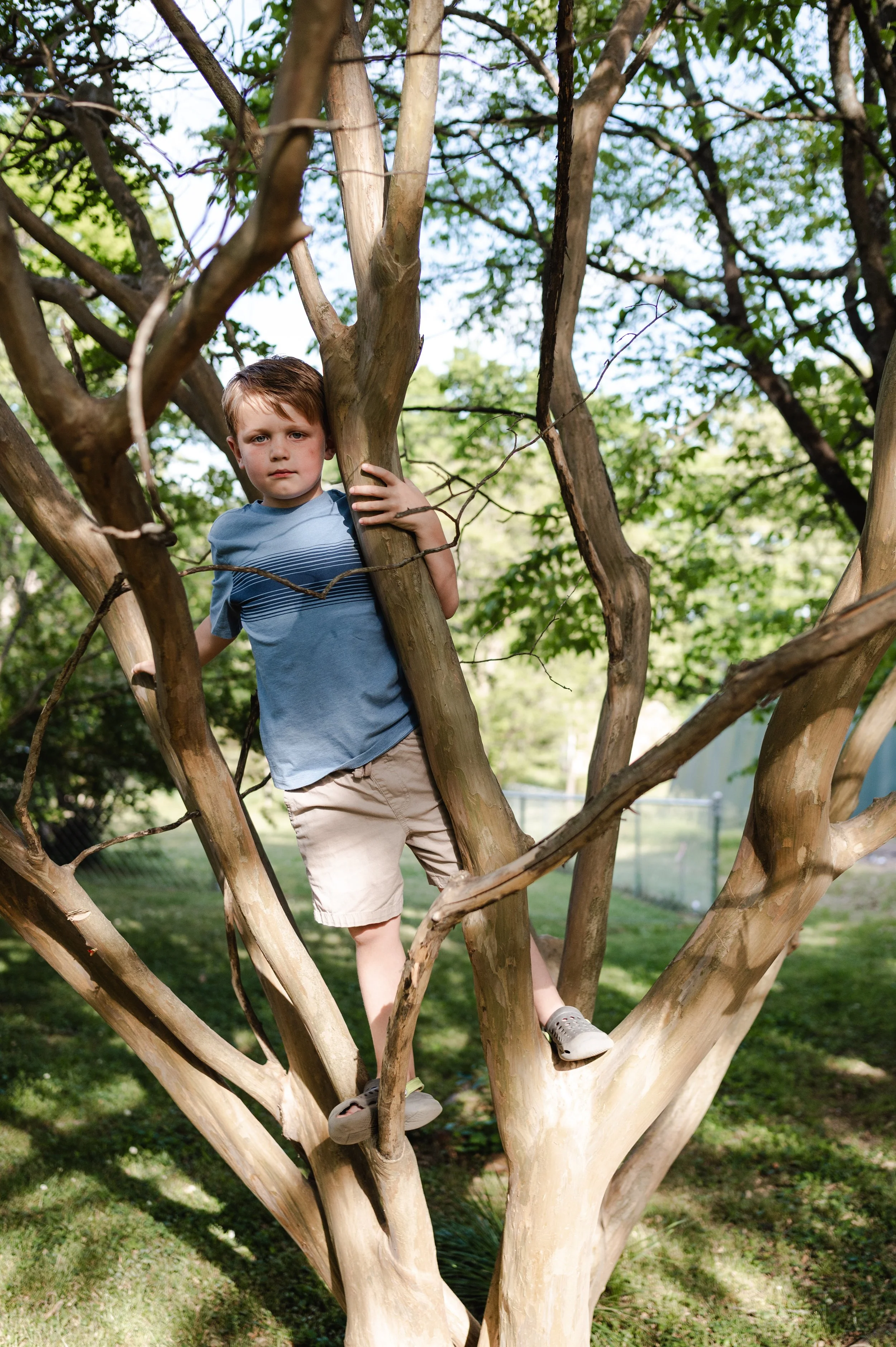 boy in tree, storytelling family photos, family photographer, clarksville tennessee, nashville tennessee, affordable