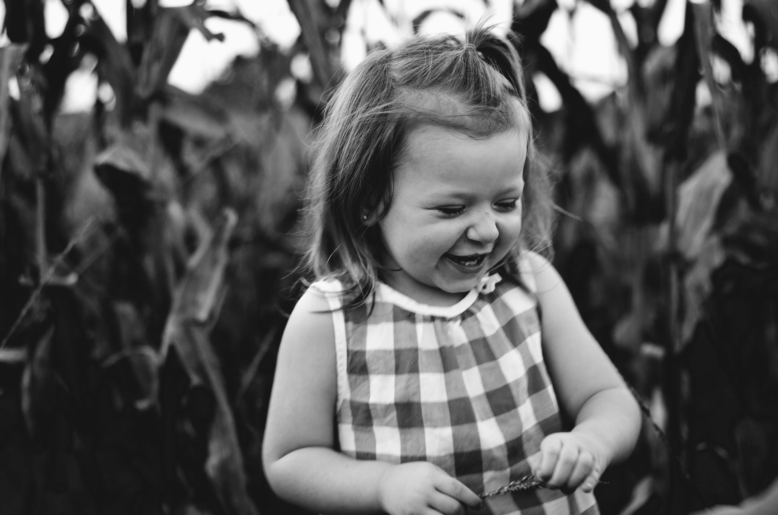 young girl wearing checkered blouse laughs in corn field, clarksville tennessee photographer, nashville tennessee photographer, affordable, family photographer