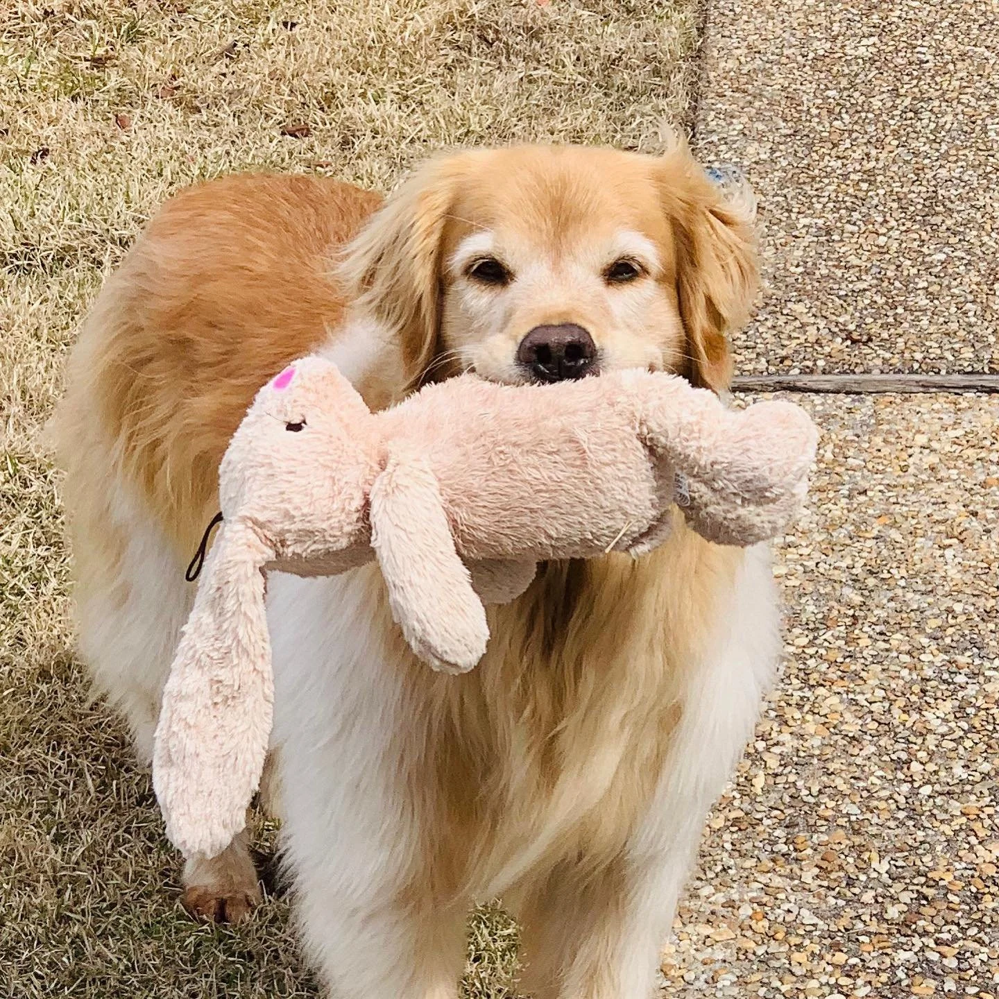 dog toyssss.jpg