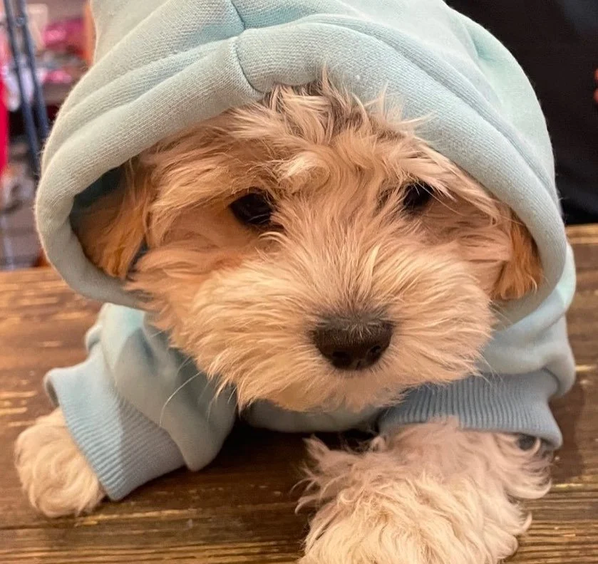 puppy baby baby.jpg