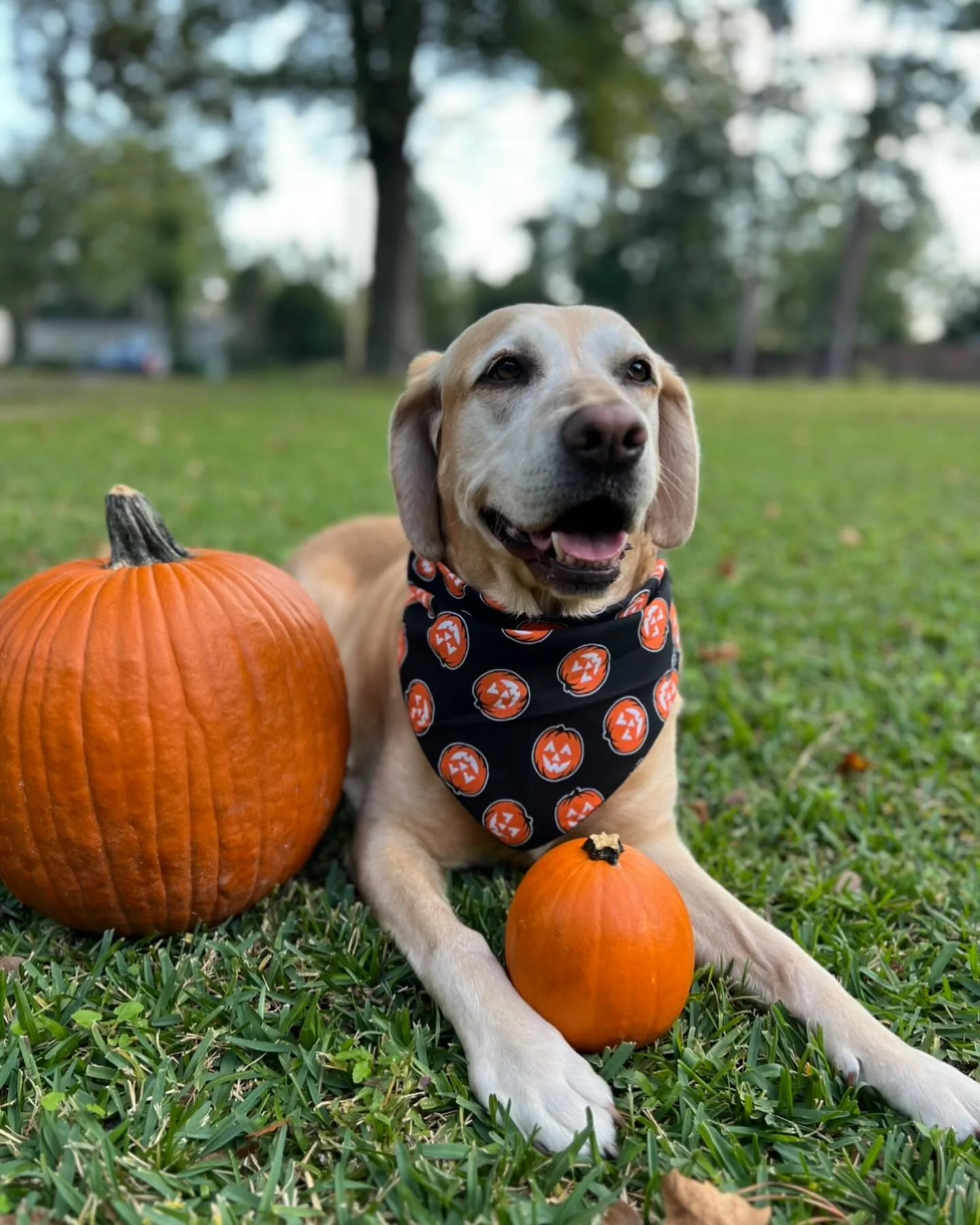 dog halloween banks.jpg