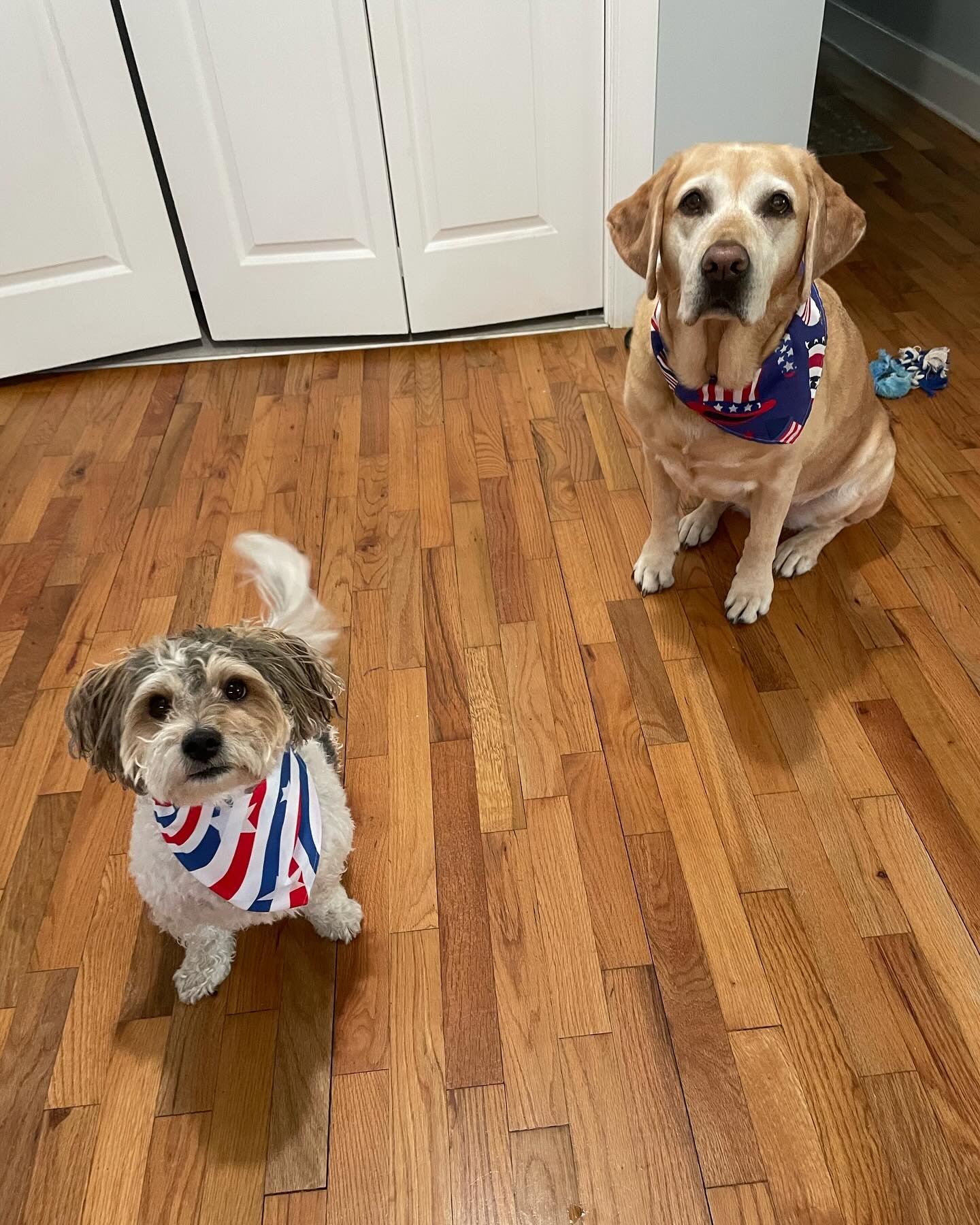 dogs fourth gambys.jpg